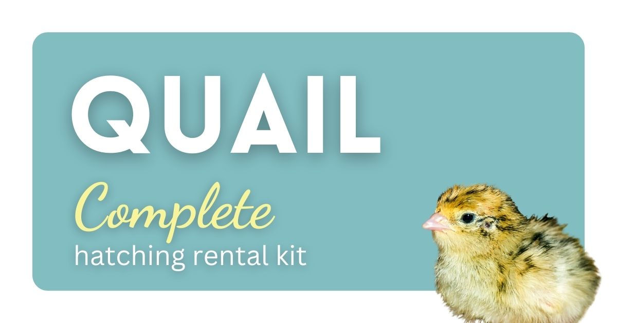 QUAIL - Complete Rental Kit