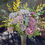 Thumbnail: The Willow Bouquet