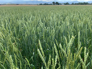 Wheat field