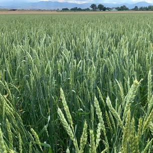 Wheat field
