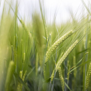 Raw grains in the field