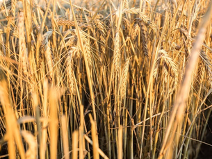 Thunder and Lightning