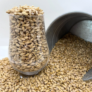 Pilsner Malt