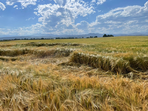 Field of crops