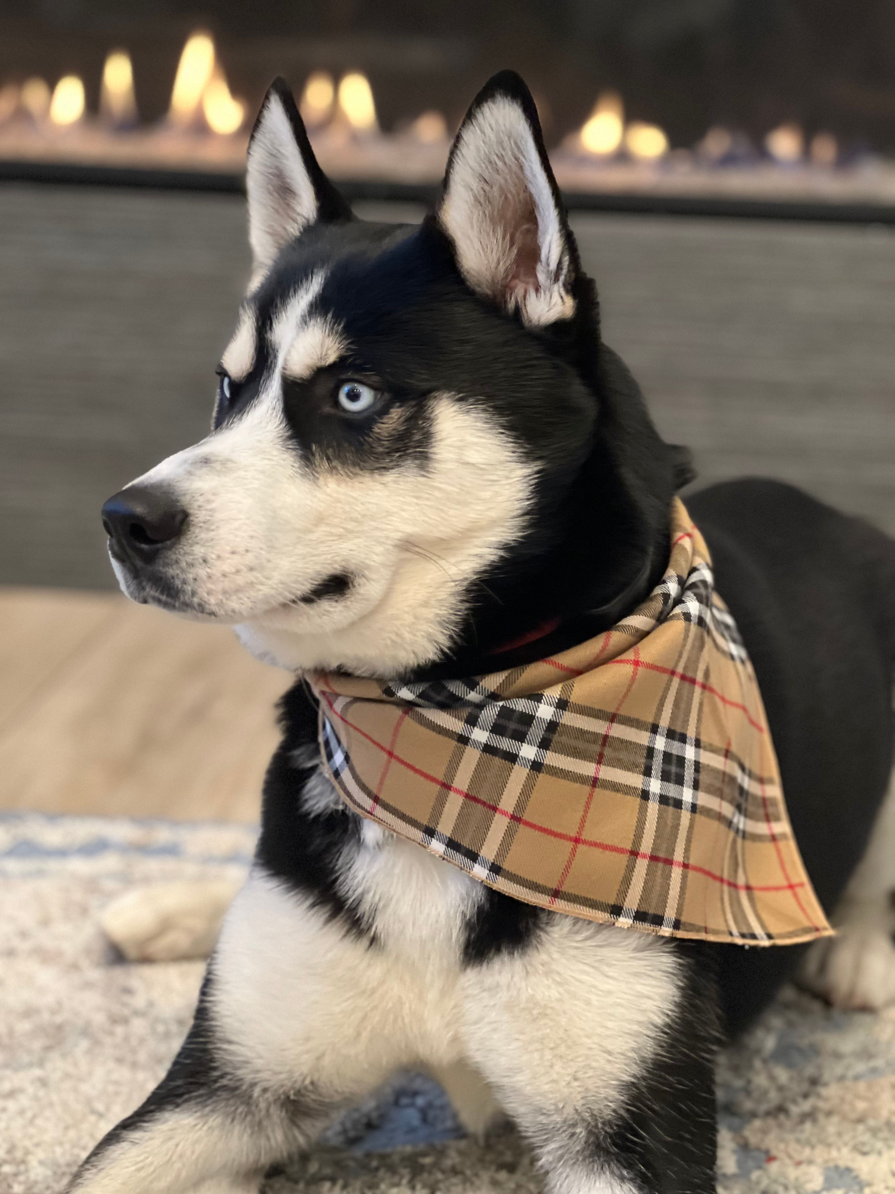 London Fog Bandana