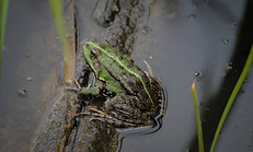 13698092_1258929514117614_22983696619747