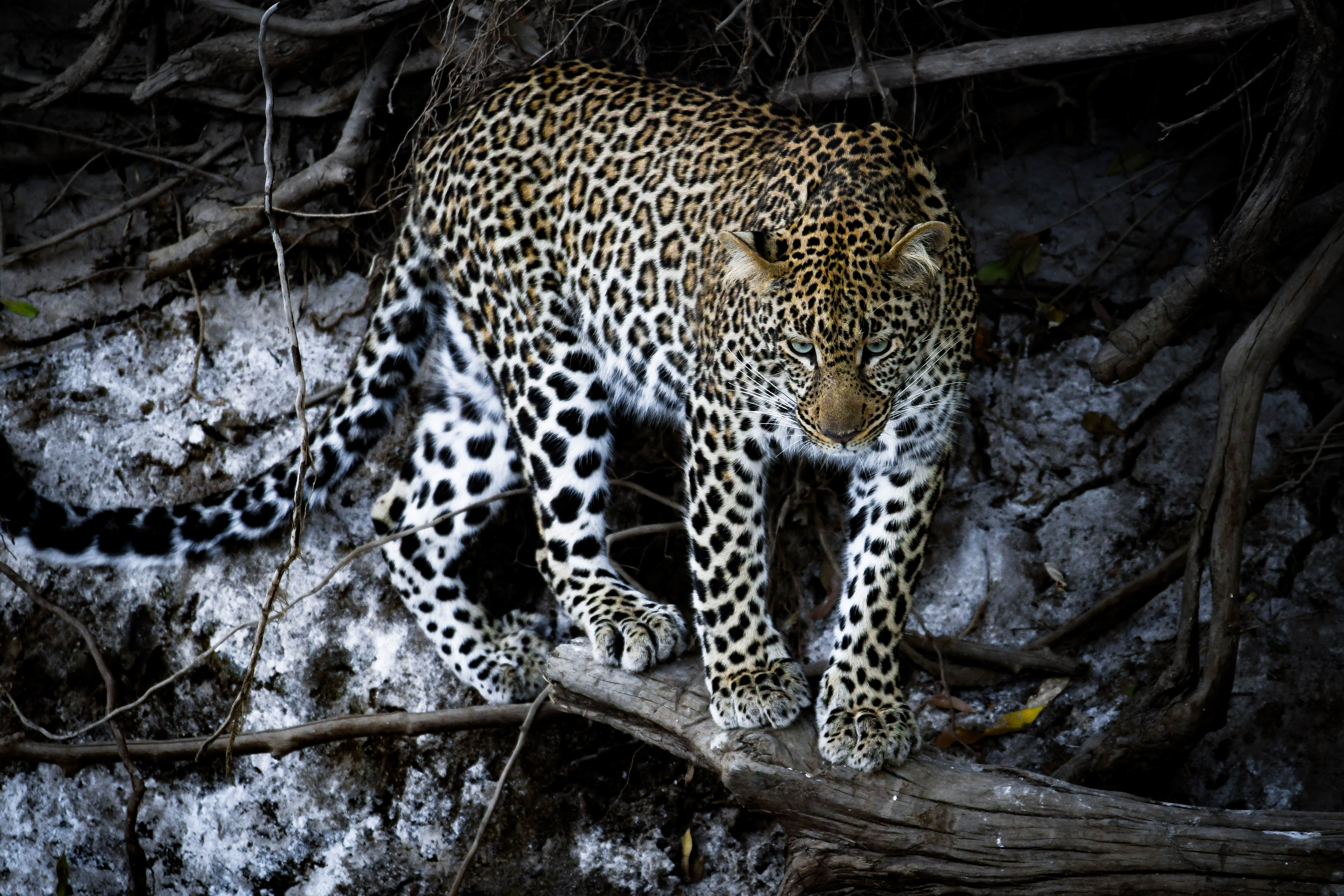 Masai Mara - Kenia | MAREFU Safaris