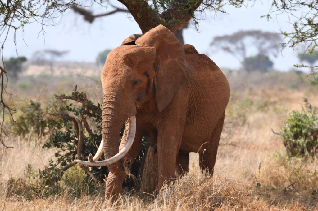 Tsavo Ost Nationalpark