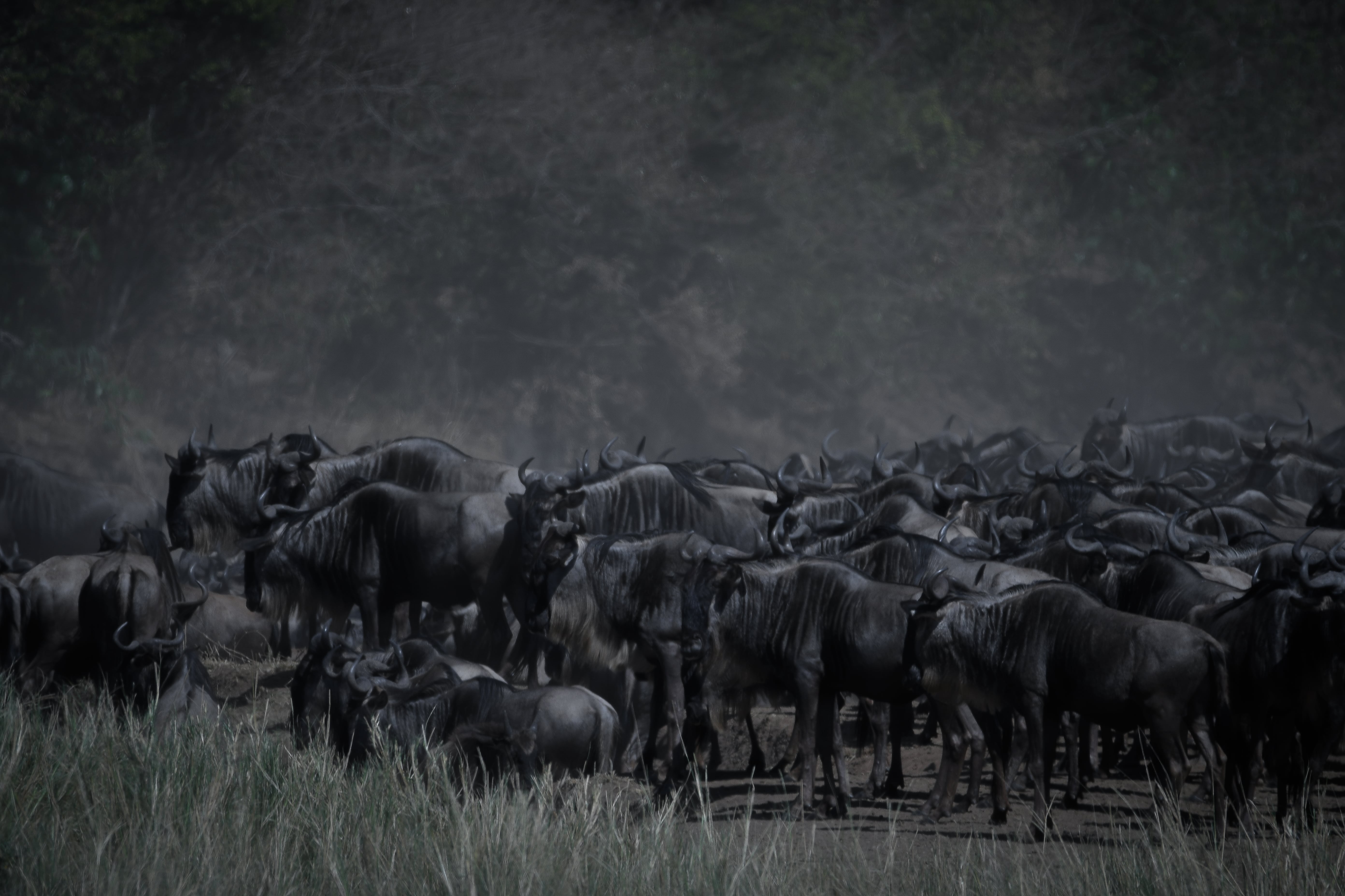 Masai Mara - Kenia | MAREFU Safaris
