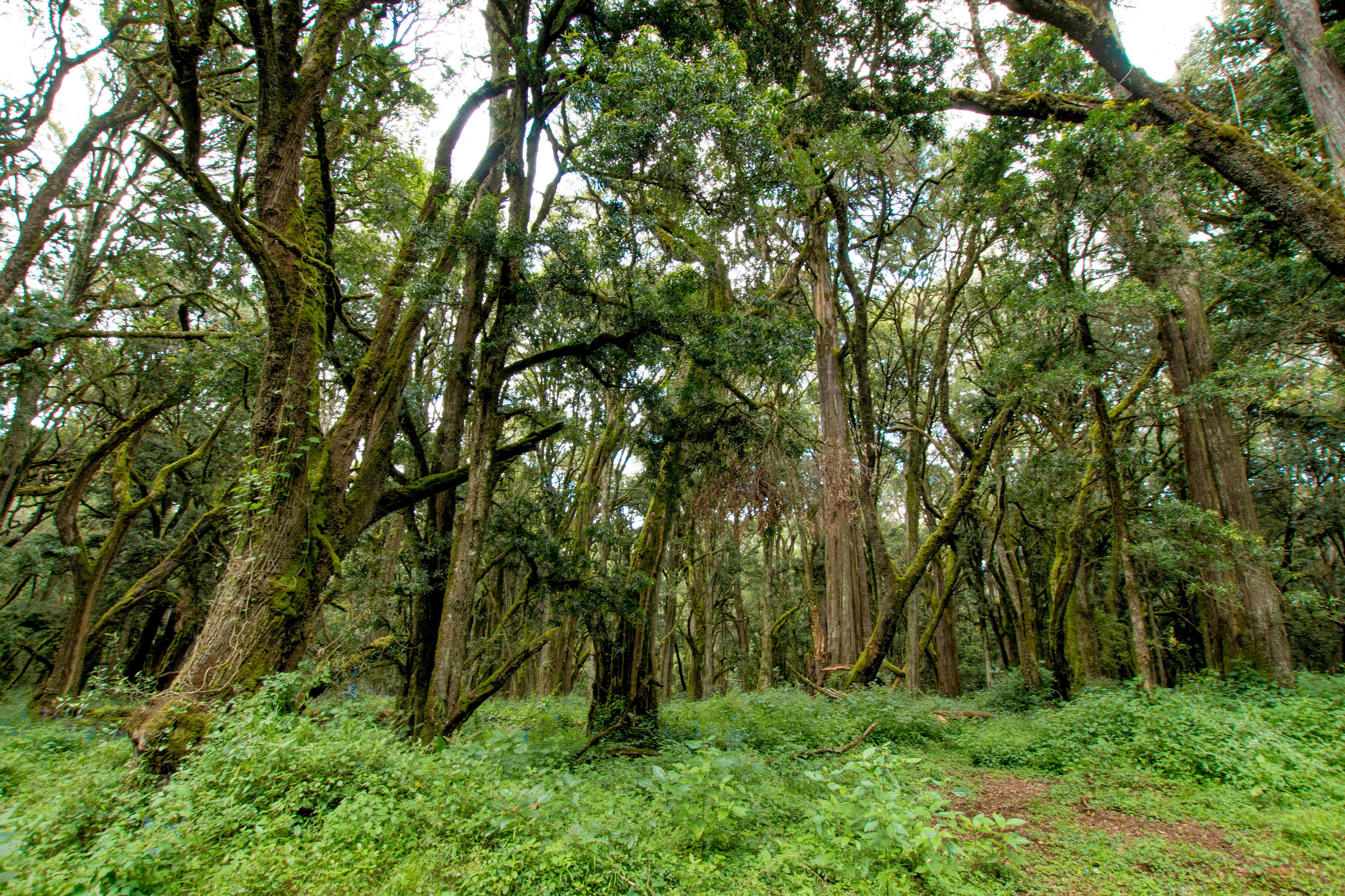 Aberdare Nationalpark | MAREFU