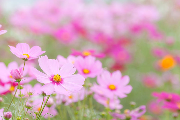 コスモス畑