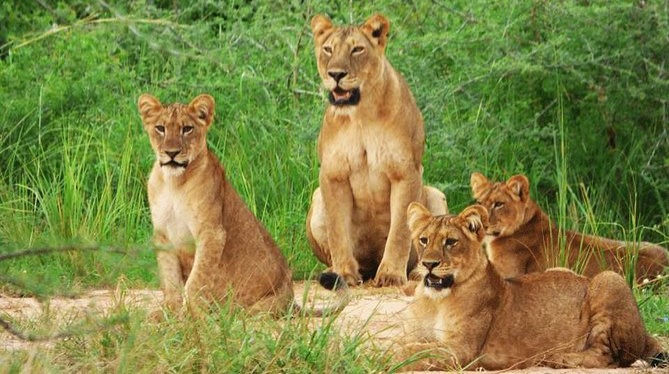 Akagera game drive