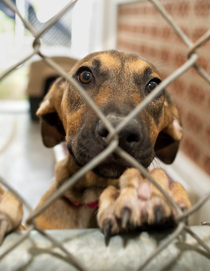 The Shelters are full Flier (11 × 11 in) (8.55 × 11 in) (1).png