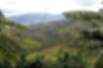 standard_compressed_5669419104_5a4ee33076_o.jpg