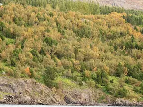 Vaðlaskógur: Ályktað að nýju