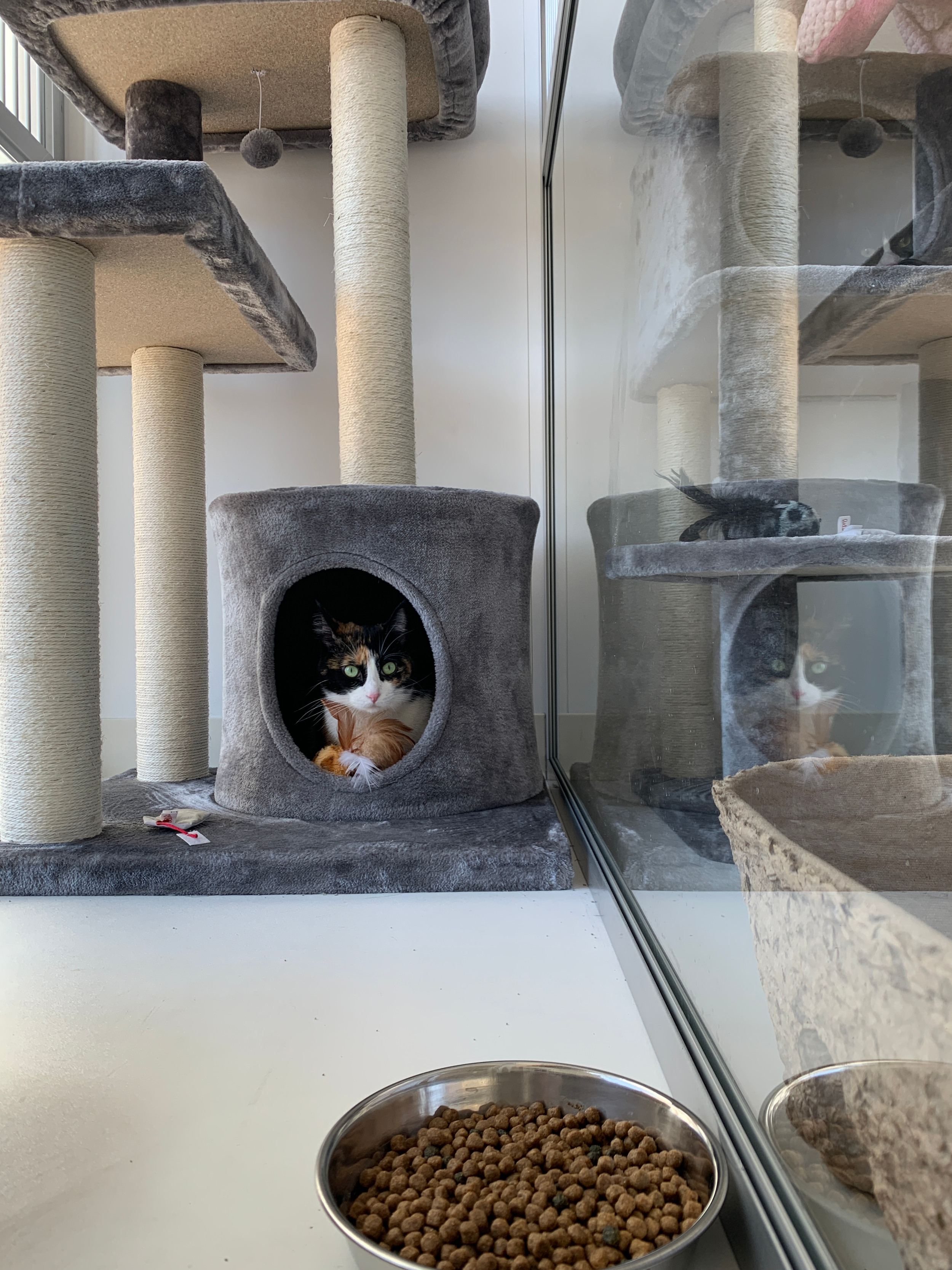 Willow cat hotel outlet