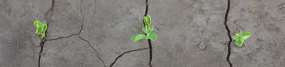 sprouts-in-ground-2023-11-27-05-19-14-utc.jpg