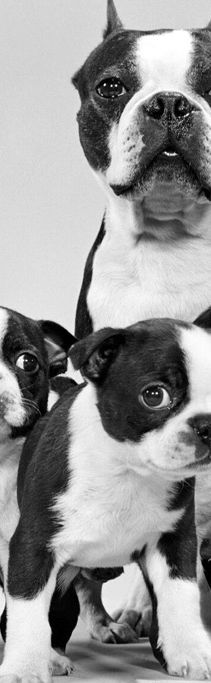 Boston terrier breeders of merit cheap