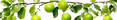 limes_edited.png
