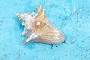 Wildlife Images