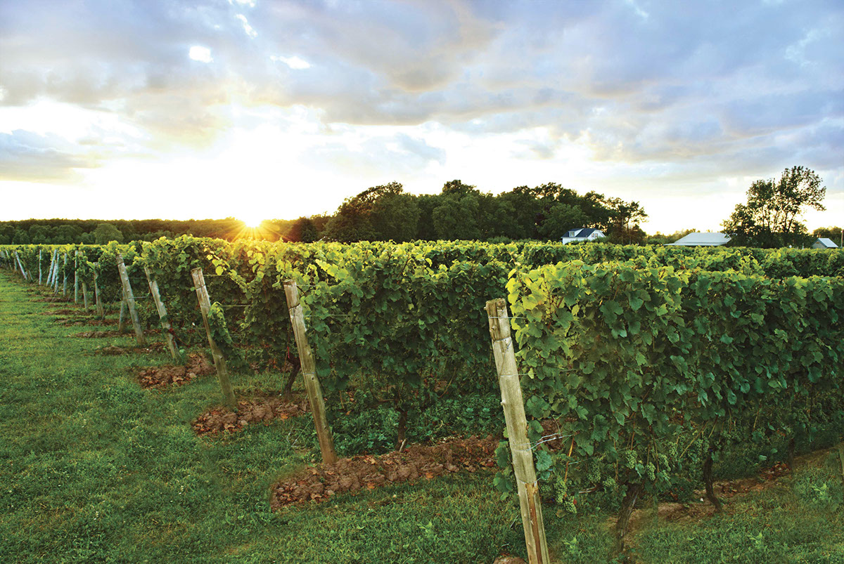 GreenLane Estate Winery Wineries in Beamsville and Vineland
