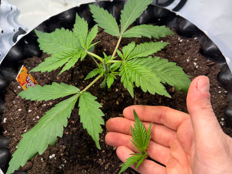 Tropicana Cookies Grow #1 – Ein detaillierter Blick