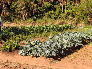 CANEDÃO: horta estava furtando água