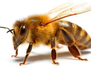 Correr em zigue-zague e proteger o pescoço: veja o que fazer durante ataque de abelhas