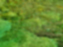 P1050144 redim.jpg