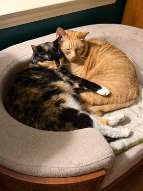 A calico cat and an orange cat are cuddled up next to each other on an elevated pet bed.