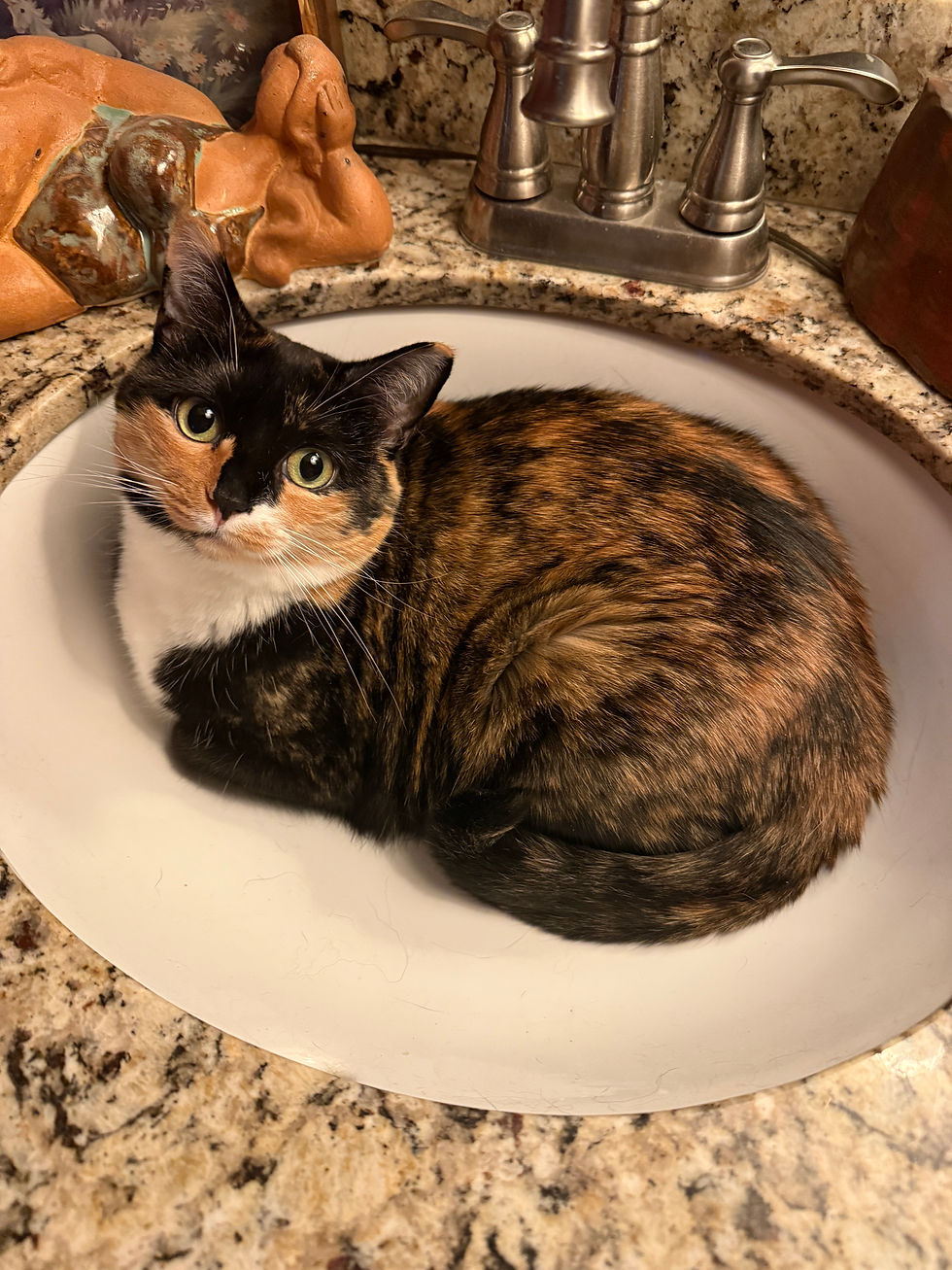 Calico cat sitting with all limbs tucked in, in the middle of a white sink.