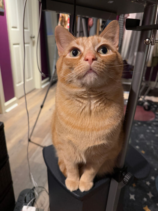 Calcifer the Orange Hamb Cat being very cute.