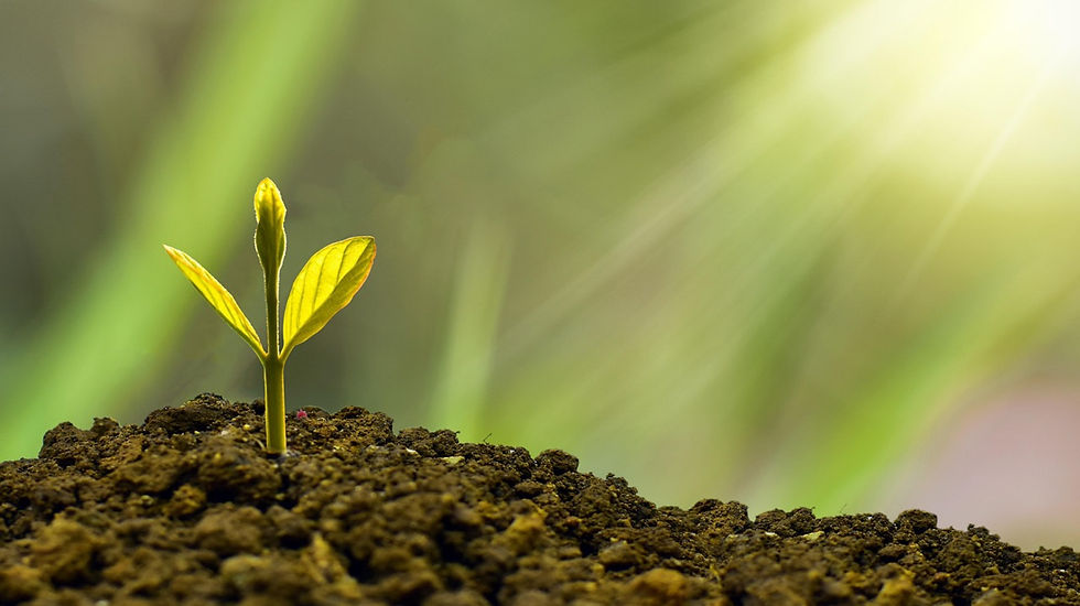 Young green seedling in dark soil, bathed in warm sunlight with a blurred green background, conveying growth and vitality.