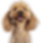 coupe ciseau chien
