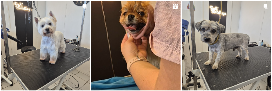 bien etre chien