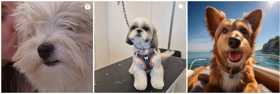 toilettage chien