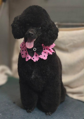 Poodles