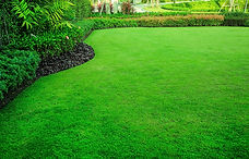 Our experts will leave your lawn looking green and plush