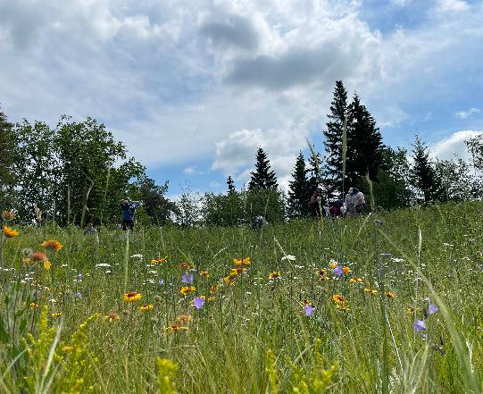 L. There was a lot of super tall non-native Reed Canary Grass to wade through. Photo: N. Stairs. C. Wild bergamot, Monarda fistulosa. Photo: M-J Gurba-Flanagan. R. A true wildflower meadow. Photo: N. Stairs.