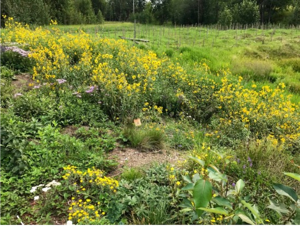 "Is it possible to have too many sunflowers?” Common tall sunflower (Helianthus nuttallii), Bunchberry Meadows, 2023-08-07. Photo C. Dodd