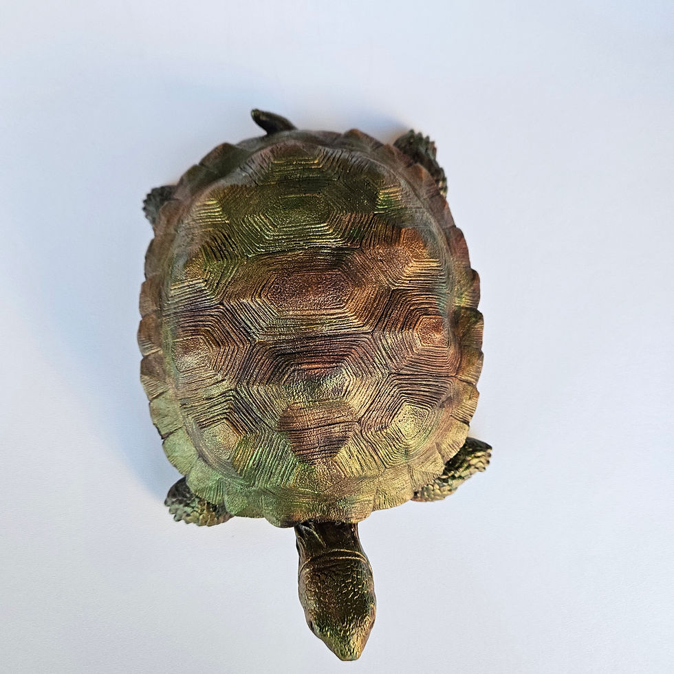 Miniaturbild: Schildkröte