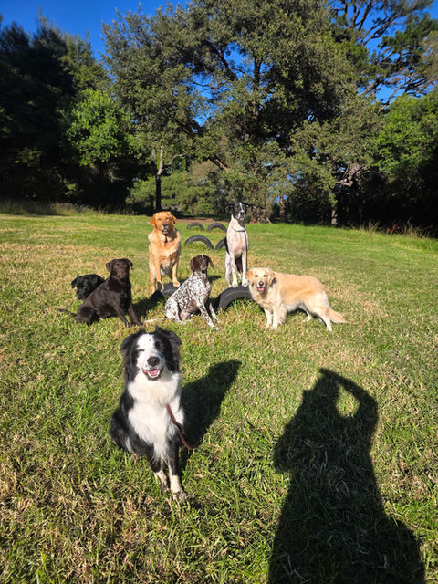 Dog running off leash at paddock during daycare Illawarra