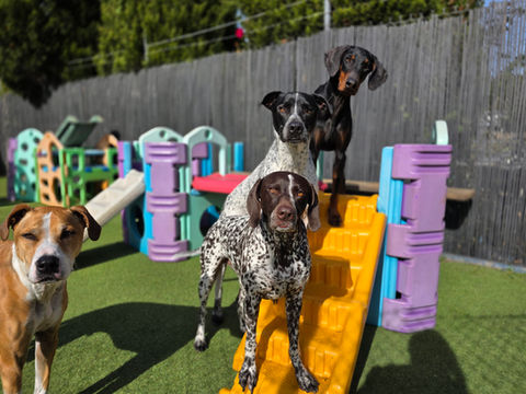 Dogs playing together at 4 Paws Dog School in wollongong