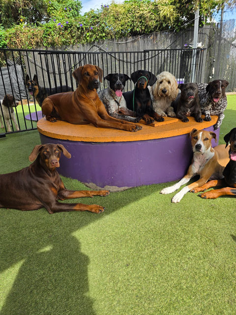 dogs training at 4 paws dog school in wollongong