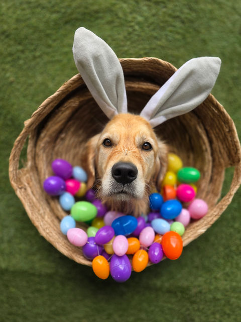 dog school photo at easter time in wollongong