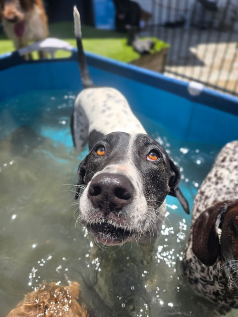 Dogs swimming at 4 Paws Dog School Unanderra