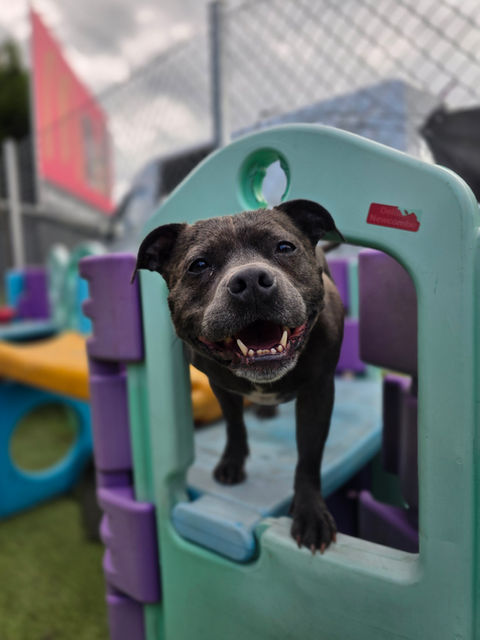 small dog at 4 paws dog school in the illawarra