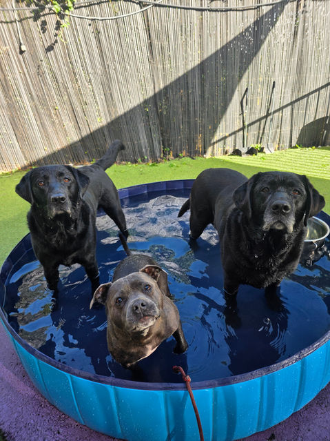 Dogs swimming at 4 Paws daycare Unanderra