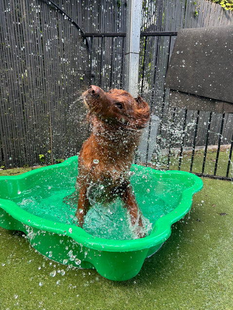 Dogs swimming at 4 Paws Dog School Unanderra