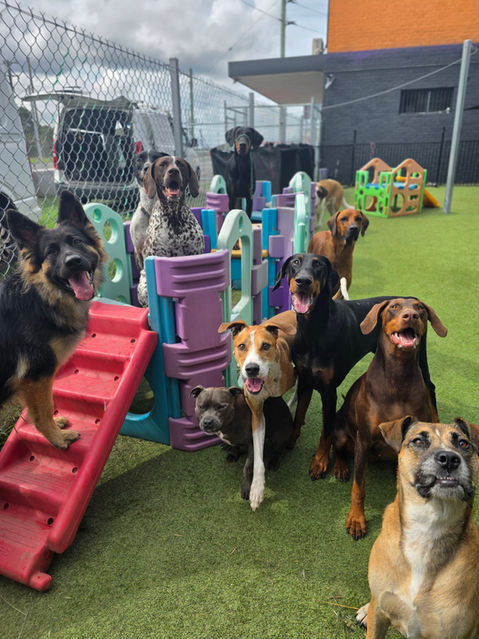 Dogs playing together at 4 Paws Dog School Unanderra